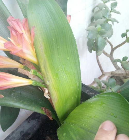 君子兰开花后枯萎了还能救活吗？有哪些恢复措施？