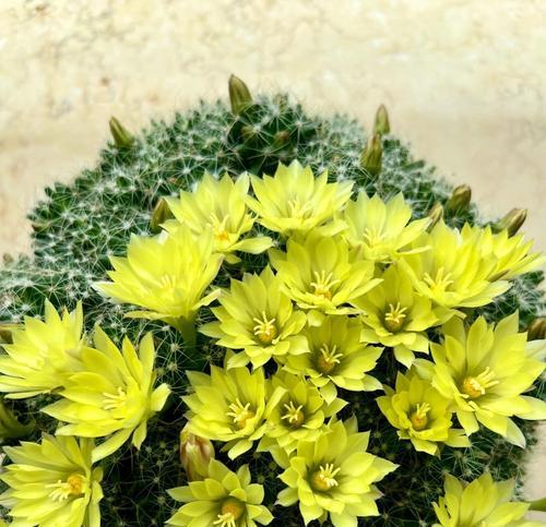 白小丁仙人球开花条件是什么？如何促进其开花？