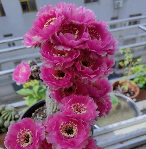 白小丁仙人球开花条件是什么？如何促进其开花？