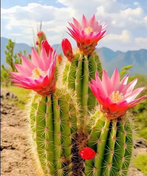 白小丁仙人球开花条件是什么？如何促进其开花？