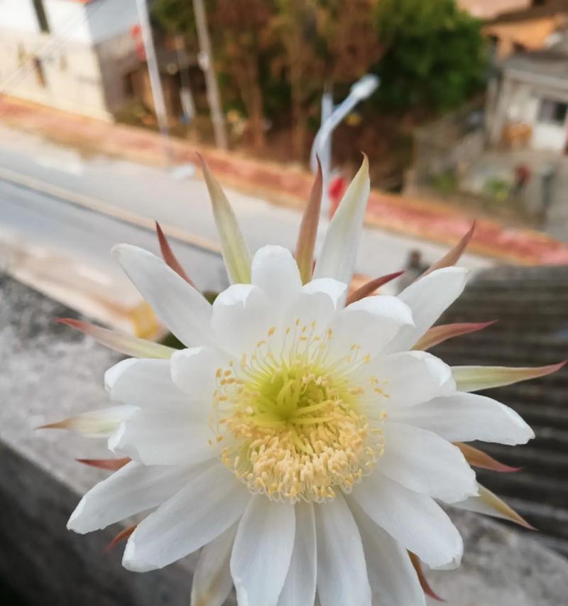 短毛7号仙人球的开花条件是什么？