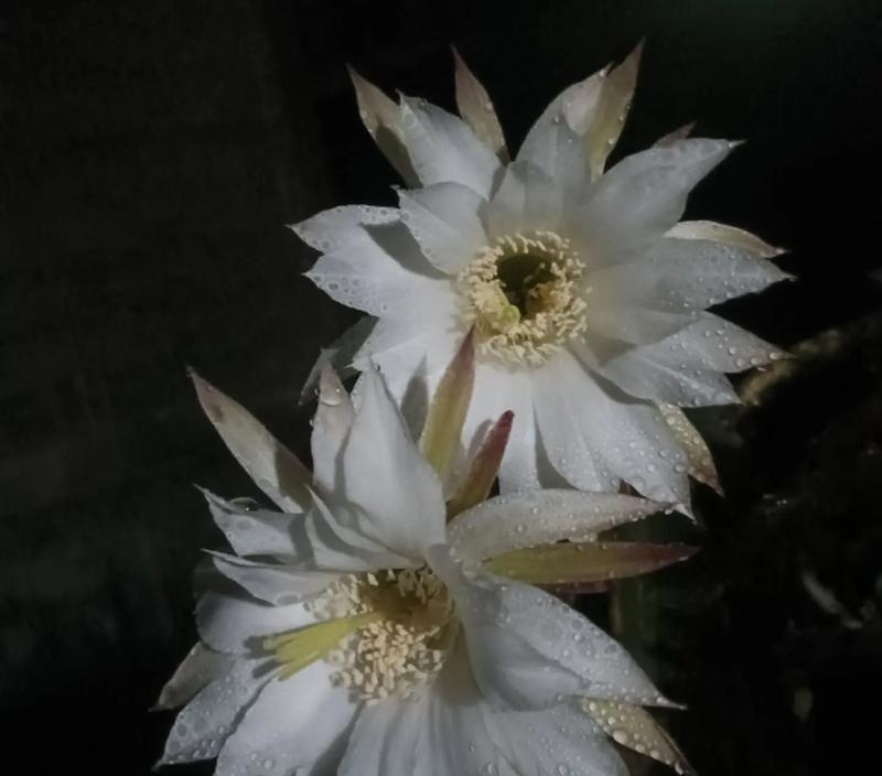 短毛7号仙人球的开花条件是什么？