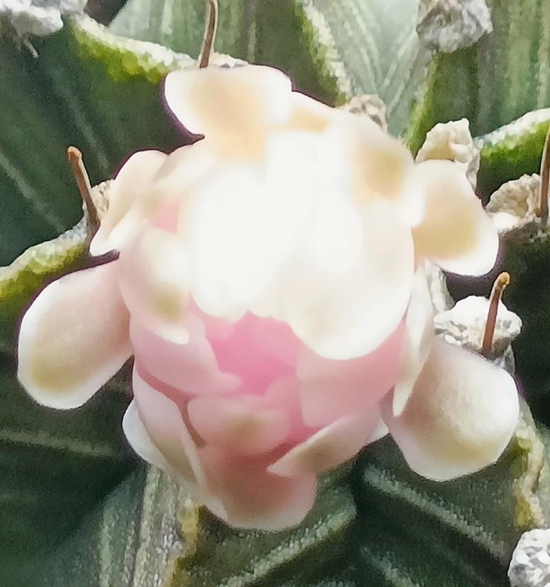 短毛7号仙人球的开花条件是什么？