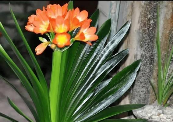 君子兰茎叶颜色变化代表什么？