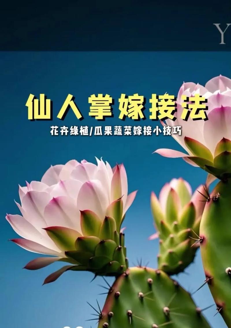 嫁接仙人球通常使用哪种树？