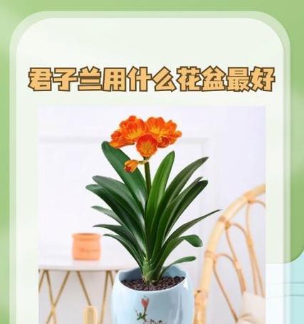 君子兰新购买后的正确种植步骤是什么？