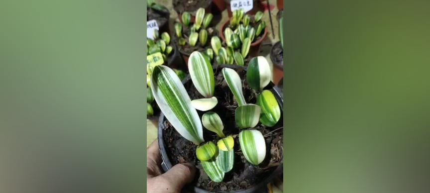 绿色君子兰彩兰的养护难度及方法是什么？