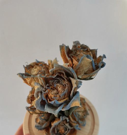 百合君子兰干花的养护管理技巧有哪些？如何延长干花的观赏期？