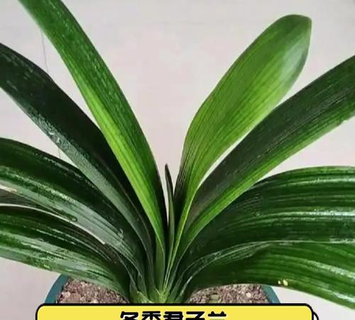君子兰浇水技巧有哪些？