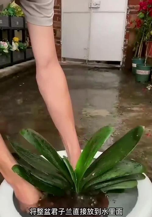 君子兰浇水技巧有哪些？