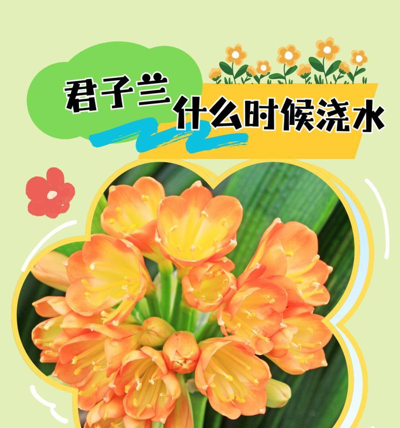 君子兰浇水技巧有哪些？