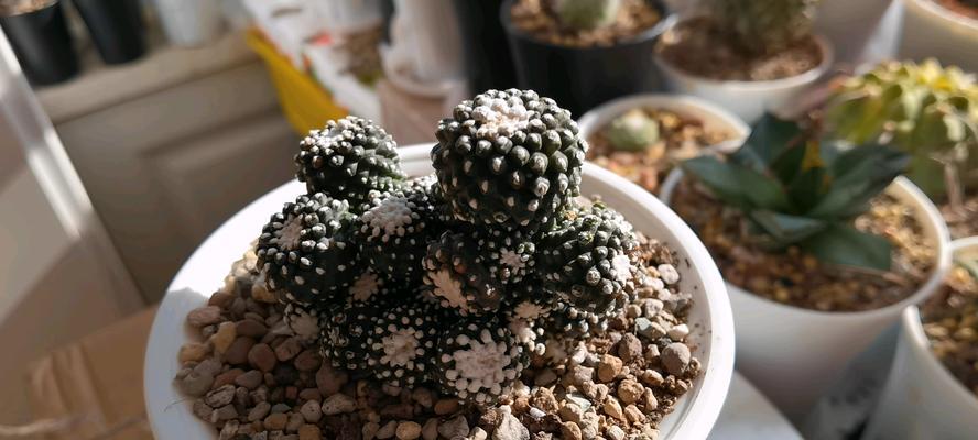 仙人球飞碟盆栽好养吗？如何正确进行养护？