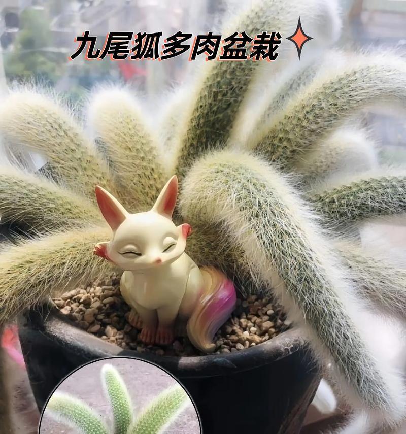 沙土中仙人掌的养殖方法是什么？