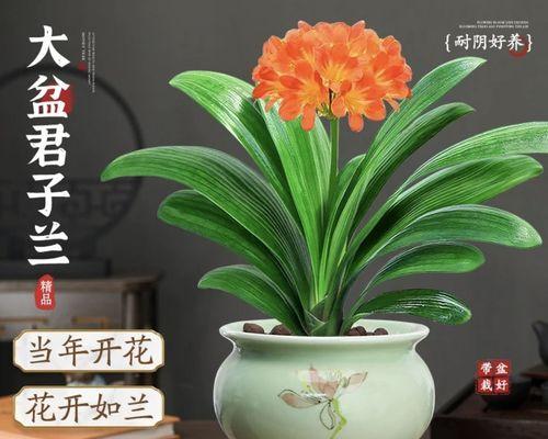 精品君子兰开花能持续多久？