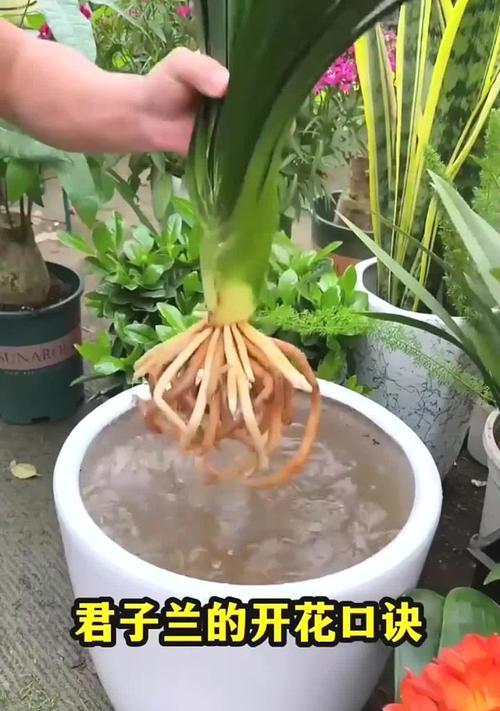 泡大蒜水可以浇君子兰吗？正确的浇灌方法是什么？