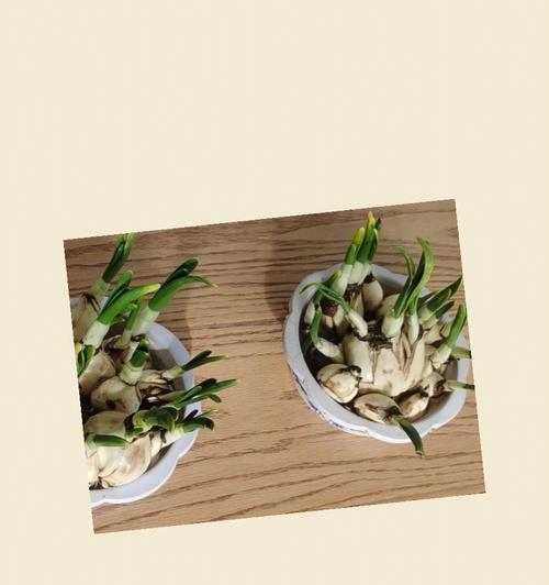 泡大蒜水可以浇君子兰吗？正确的浇灌方法是什么？