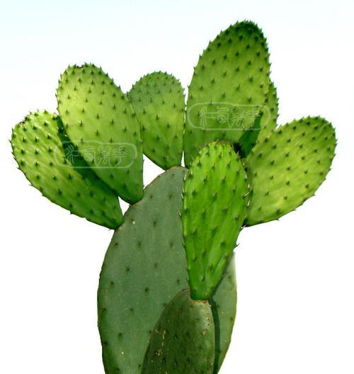 梨果仙人掌干花怎么养护和管理？梨果仙人掌干花的养护方法是什么？