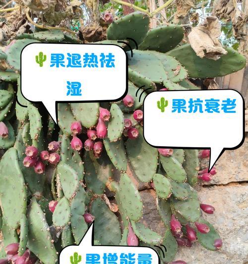 梨果仙人掌干花怎么养护和管理？梨果仙人掌干花的养护方法是什么？