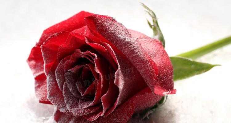 冬天如何养护红色玫瑰花？有哪些特别的护理措施？
