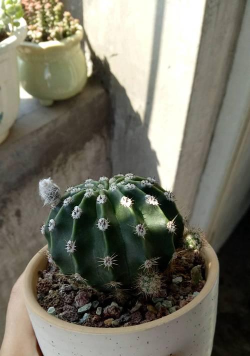新买的仙人球如何正确养殖？开箱后的养护要点是什么？