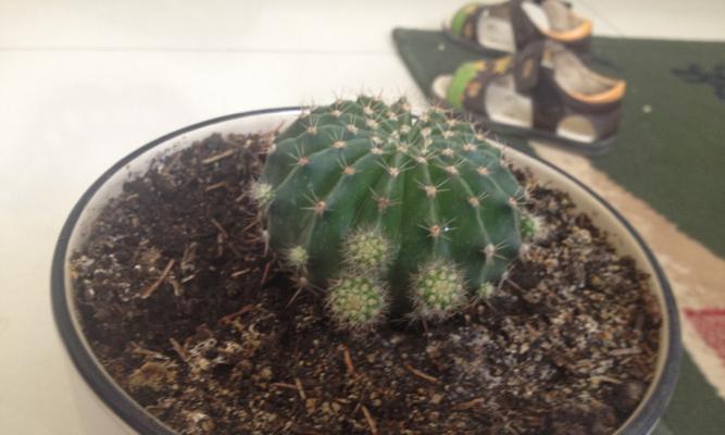 新买的仙人球如何正确养殖？开箱后的养护要点是什么？