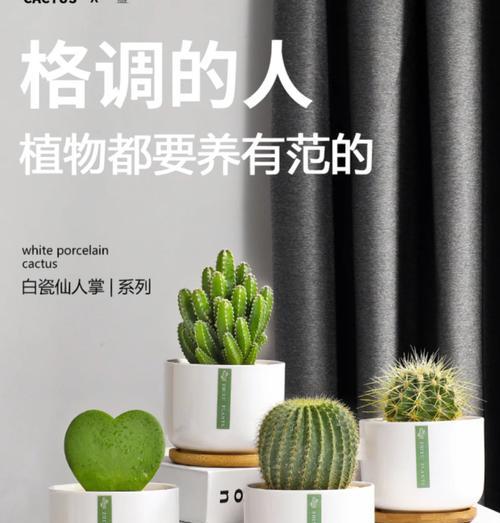 新买的仙人球如何正确养殖？开箱后的养护要点是什么？