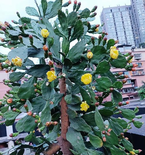 仙人掌开花品种有哪些？如何选择才能确保开花？