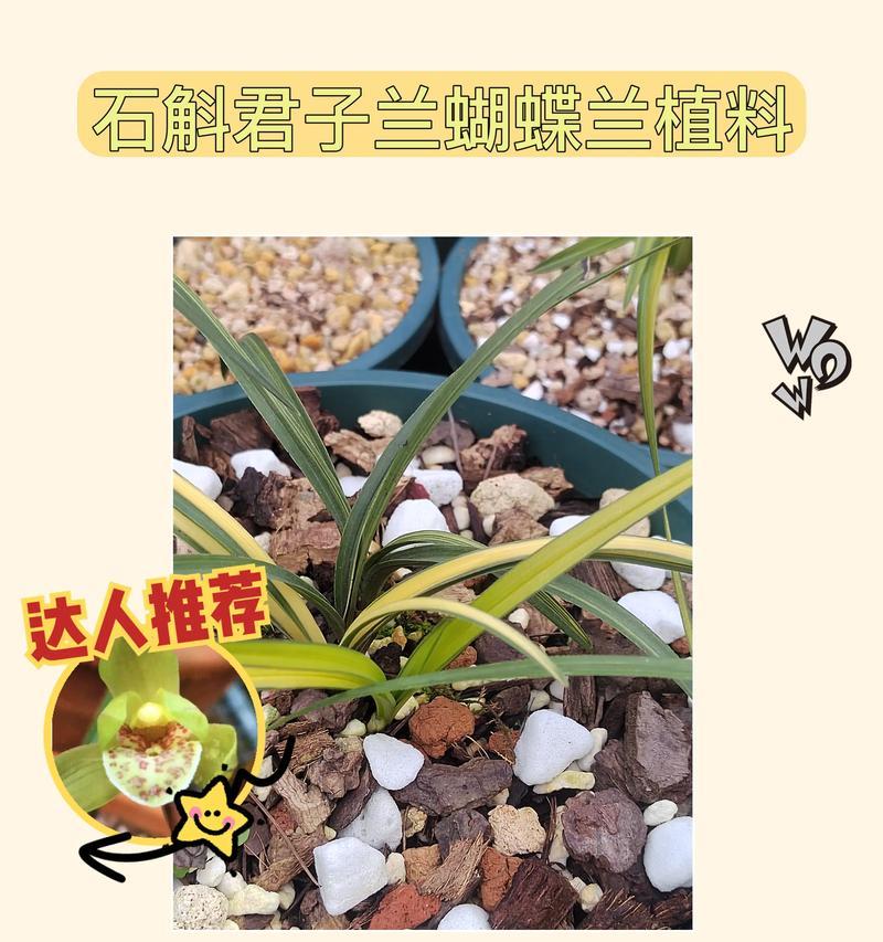 君子兰适合施用哪些肥料？施肥时应注意什么问题？