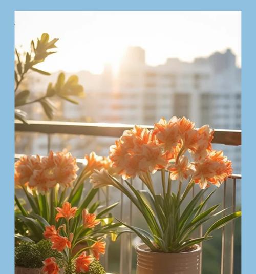 君子兰侧芽不生长怎么办？原因是什么？