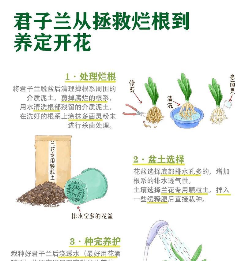 君子兰基地的浇水技巧有哪些？