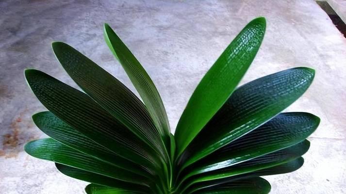 沙石土养君子兰怎么养好？使用沙石土有哪些优势和注意事项？