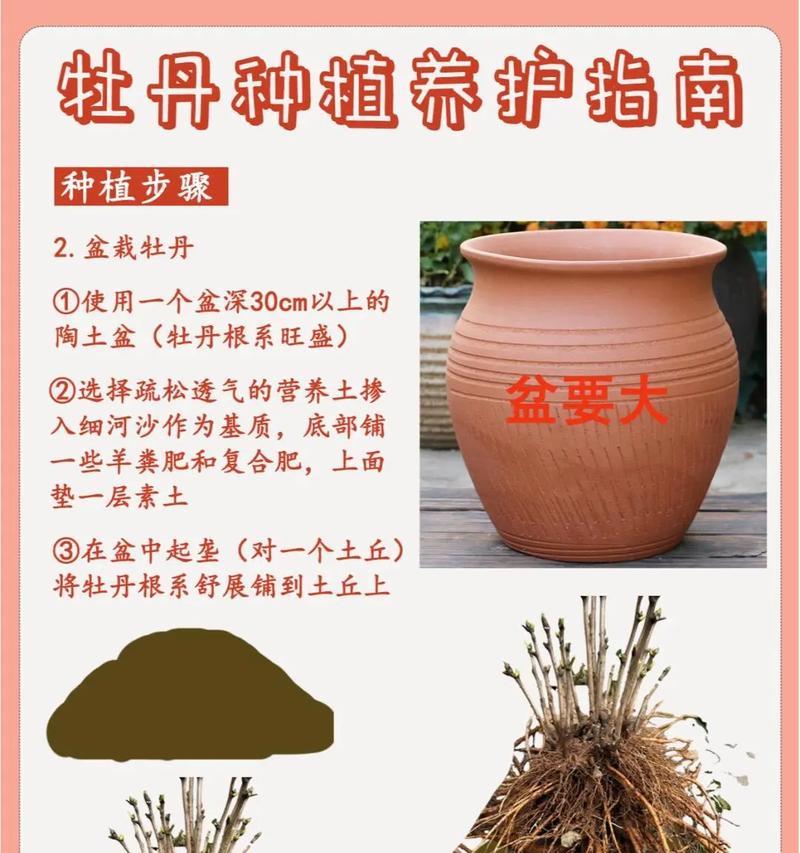 牡丹花平茬种植的禁忌和原因是什么？