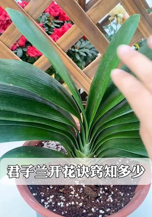 君子兰梅根开花后如何继续养护？