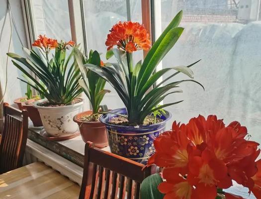 君子兰开花前应该施用哪种肥料？施肥的最佳时机是什么时候？