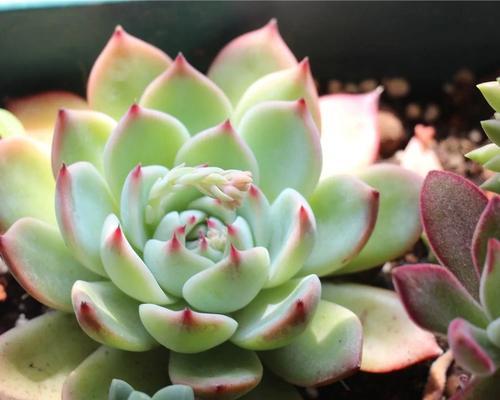 君子兰开花前应该施用哪种肥料？施肥的最佳时机是什么时候？