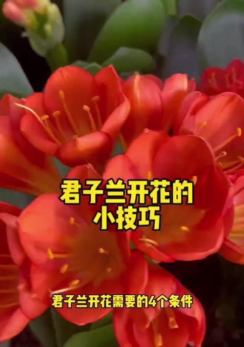 君子兰开花的条件是什么？