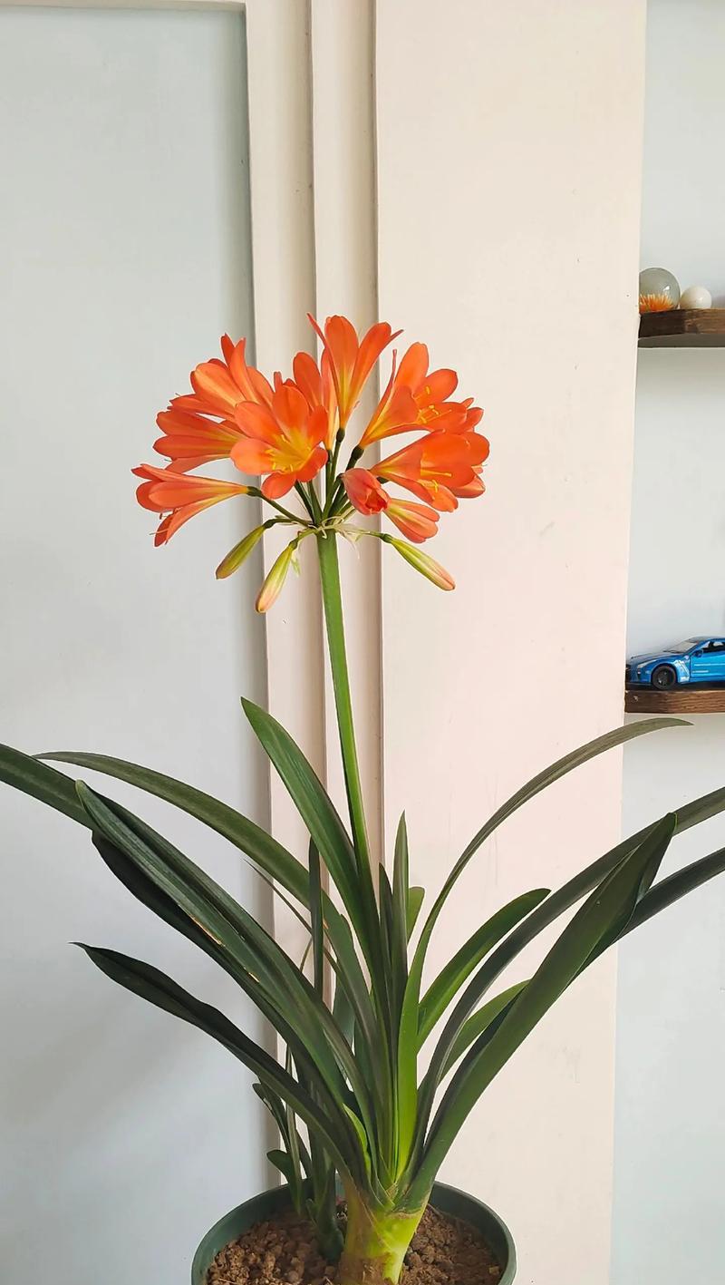 君子兰开花的条件是什么？