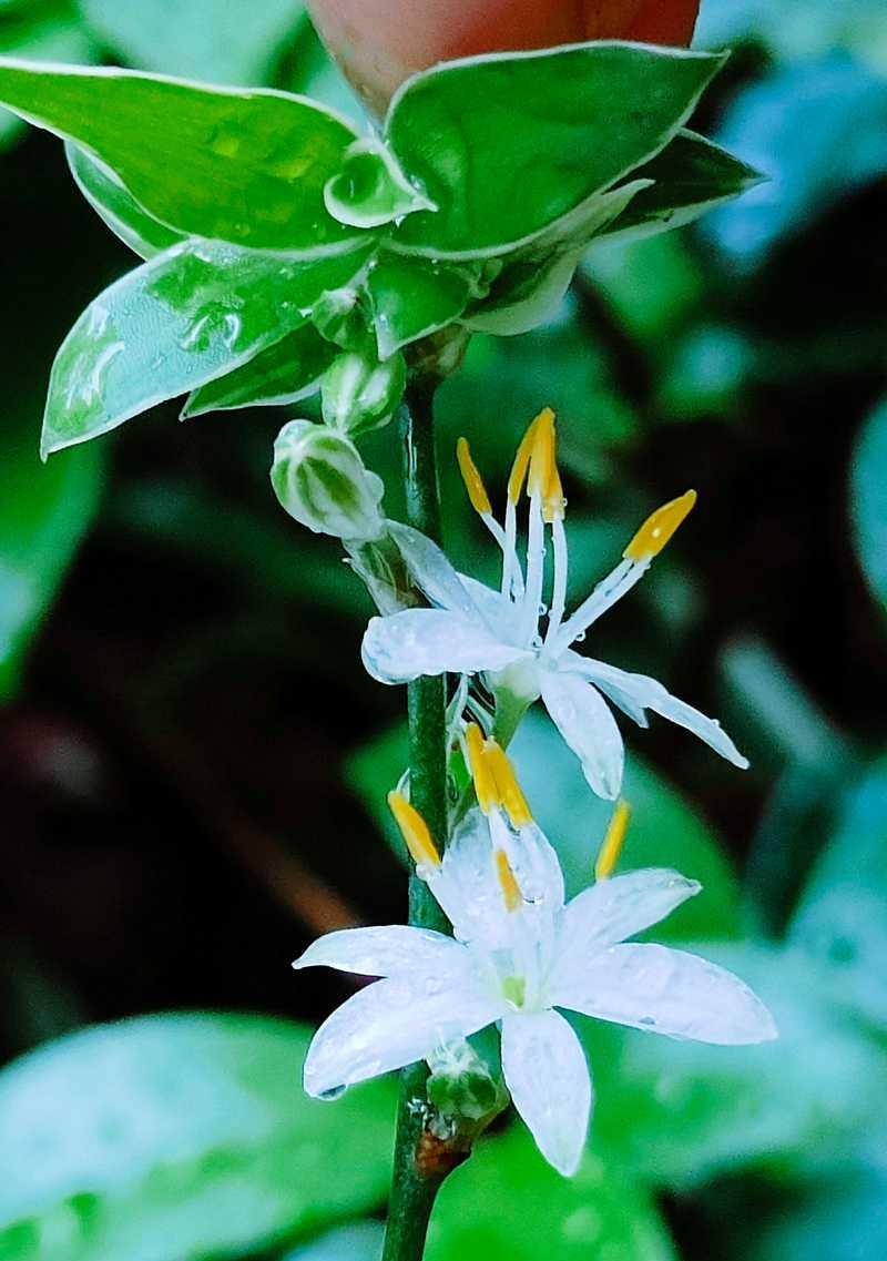 金边蓝宝石兰花的养殖技巧是什么？怎样才能使其开花？