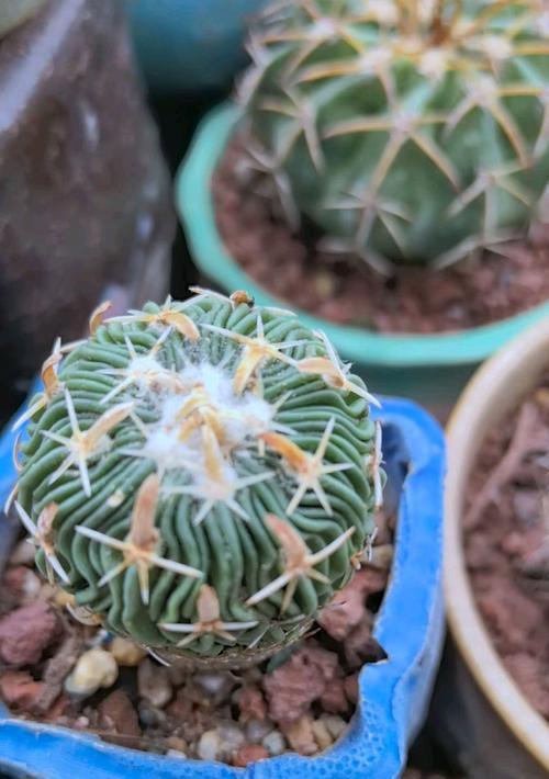 多棱玉仙人球如何正确授粉