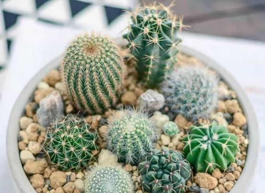 北欧花盆仙人球的养殖方法是什么？它真的好养吗？