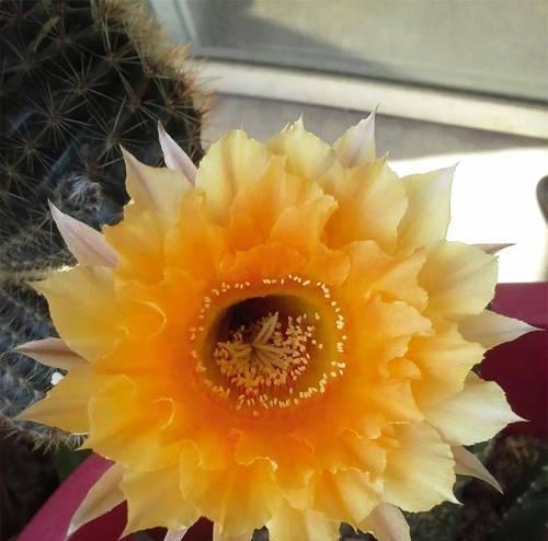 北欧花盆仙人球的养殖方法是什么？它真的好养吗？
