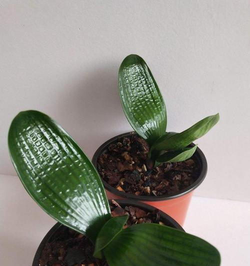 君子兰黑珍珠开花需要多久？如何促进开花？