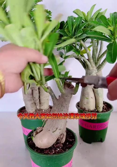 新买的玫瑰花修剪技巧有哪些？如何修剪更美观？