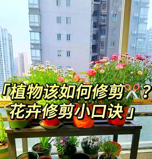新买的玫瑰花修剪技巧有哪些？如何修剪更美观？