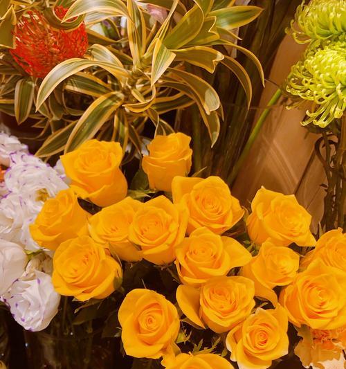 紫玫瑰花重瓣如何培养？重瓣紫玫瑰花的养护技巧是什么？