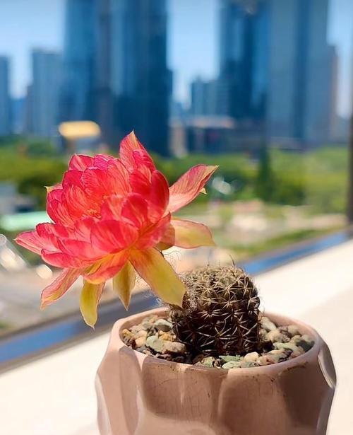 三色荷花仙人球的养护要点有哪些？如何有效管理以保持其美观？