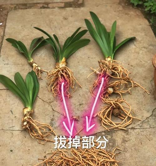 君子兰芽子的最佳栽种方法是什么？