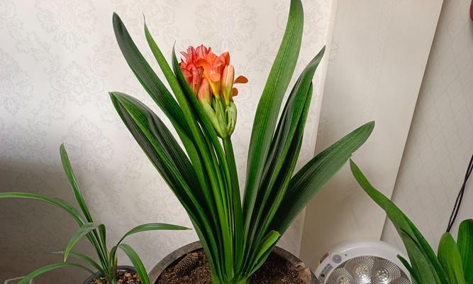 君子兰芽子的最佳栽种方法是什么？