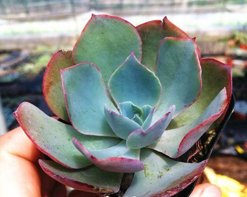白玫瑰花瓣带青色的花是何品种？