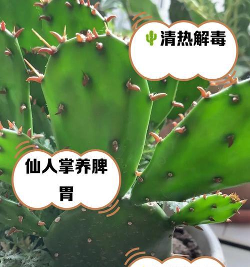 灵宠仙人掌的养殖方法是什么？